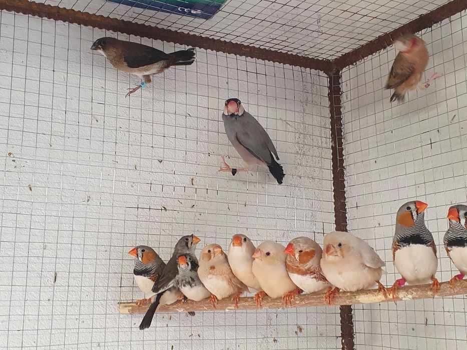 Amadyny  zebrowate  zeberki