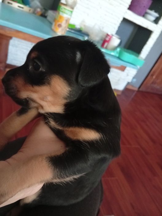 Sunia suczka oddam za darmo NOWY SĄCZ