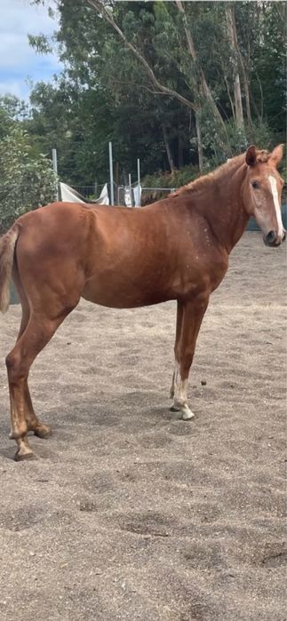 vendo poldra lusitana