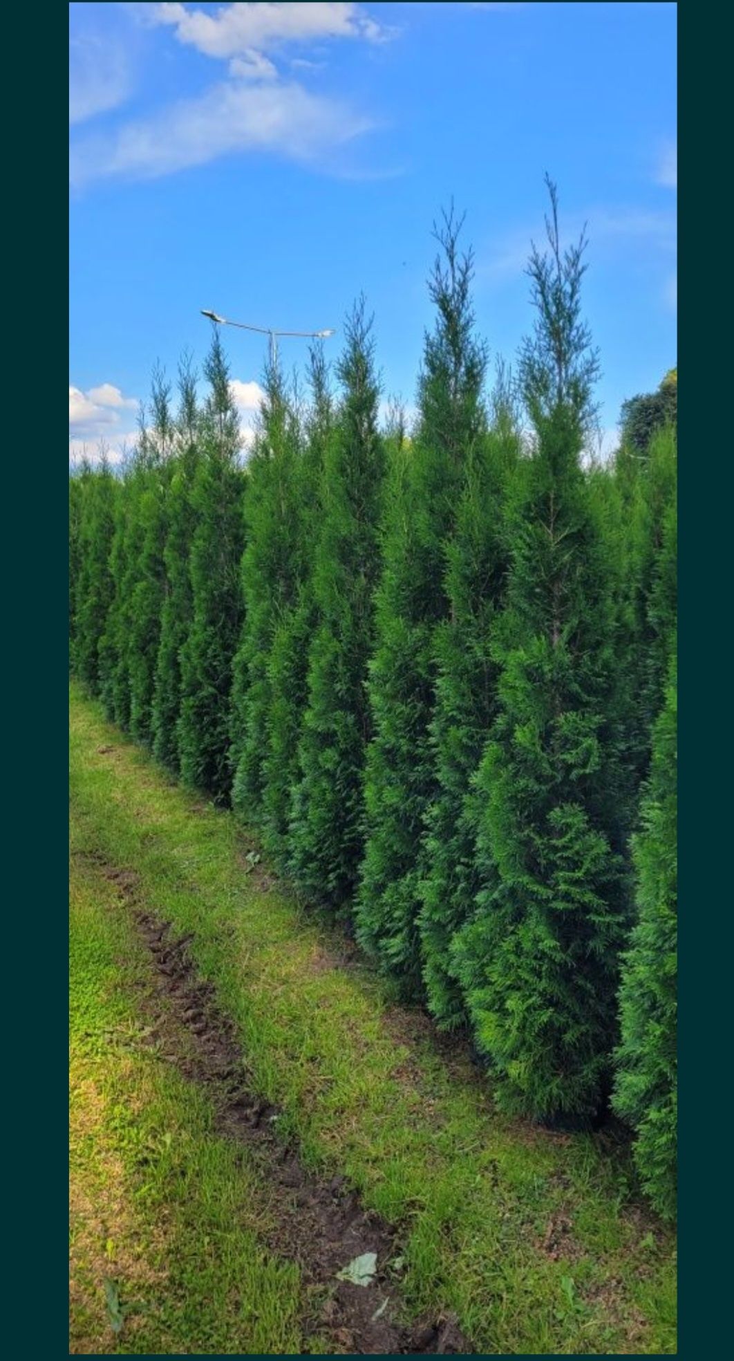 Tuja Smaragd 100 cm tuje 120 thuja szmaragd 100 thuje brabant warszawa