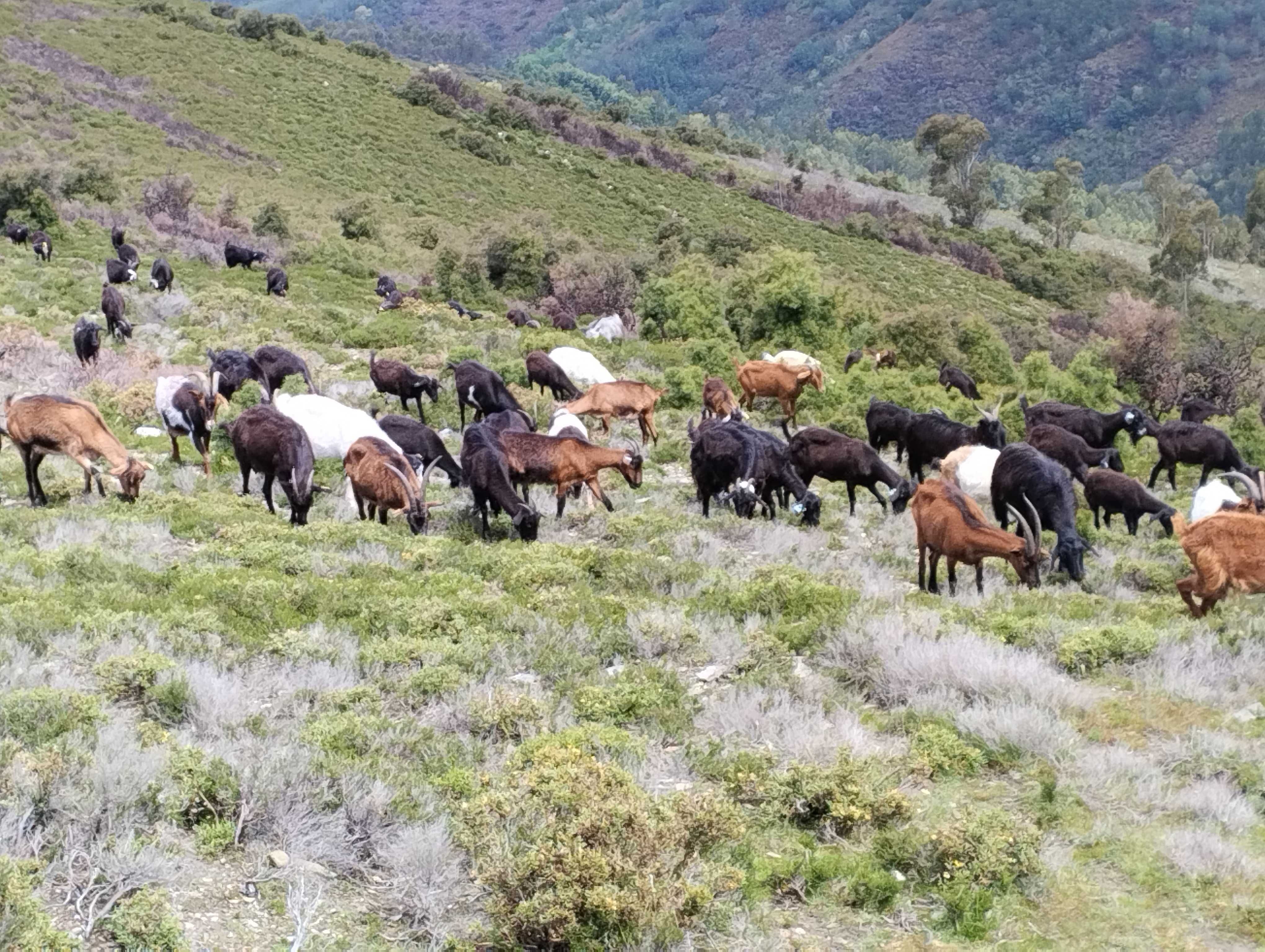 VENDE-SE REBANHO DE CABRAS