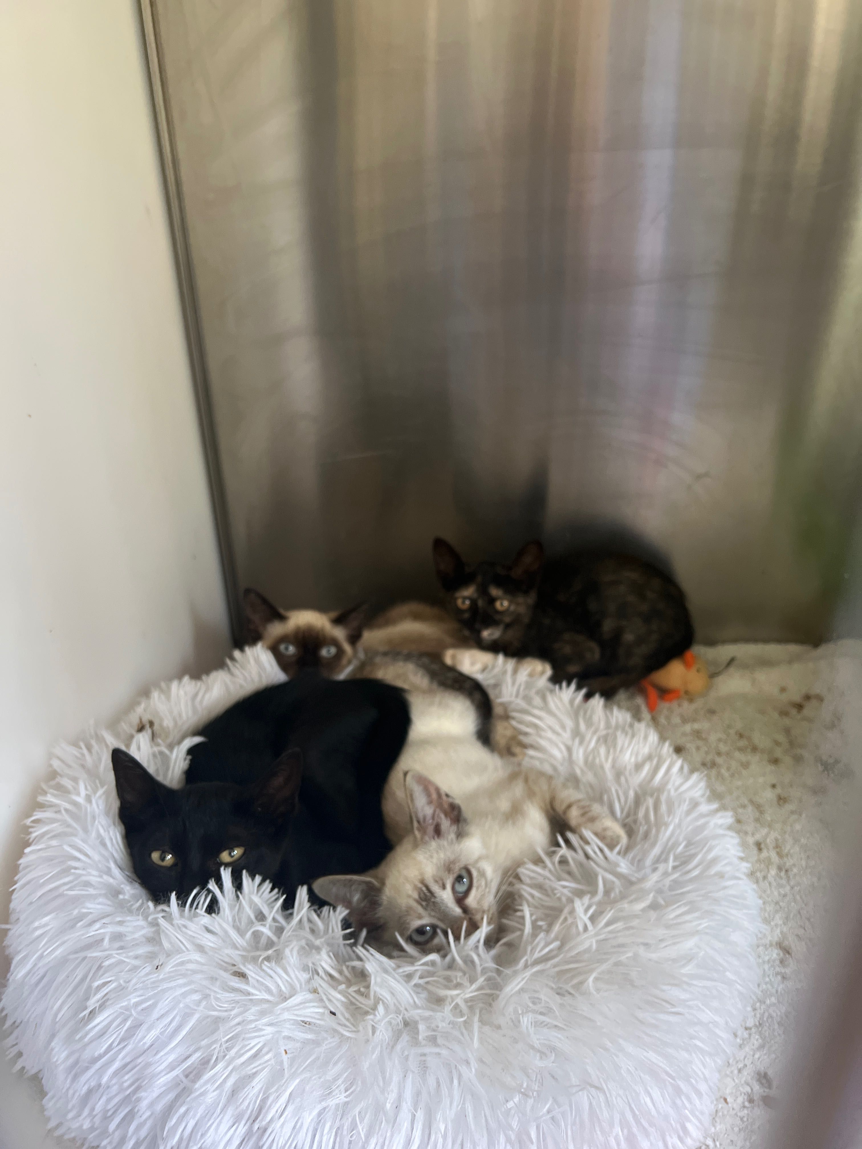 Gatinhos para adoção