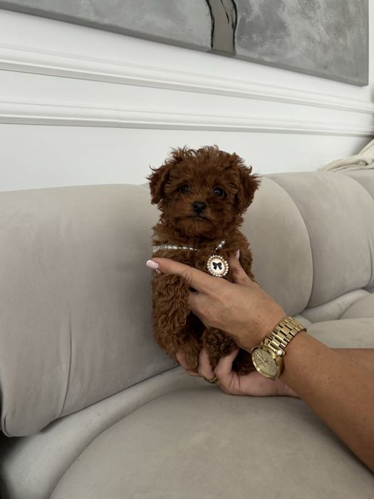 Pudel Toy malutka suczka red brown z rodowodem