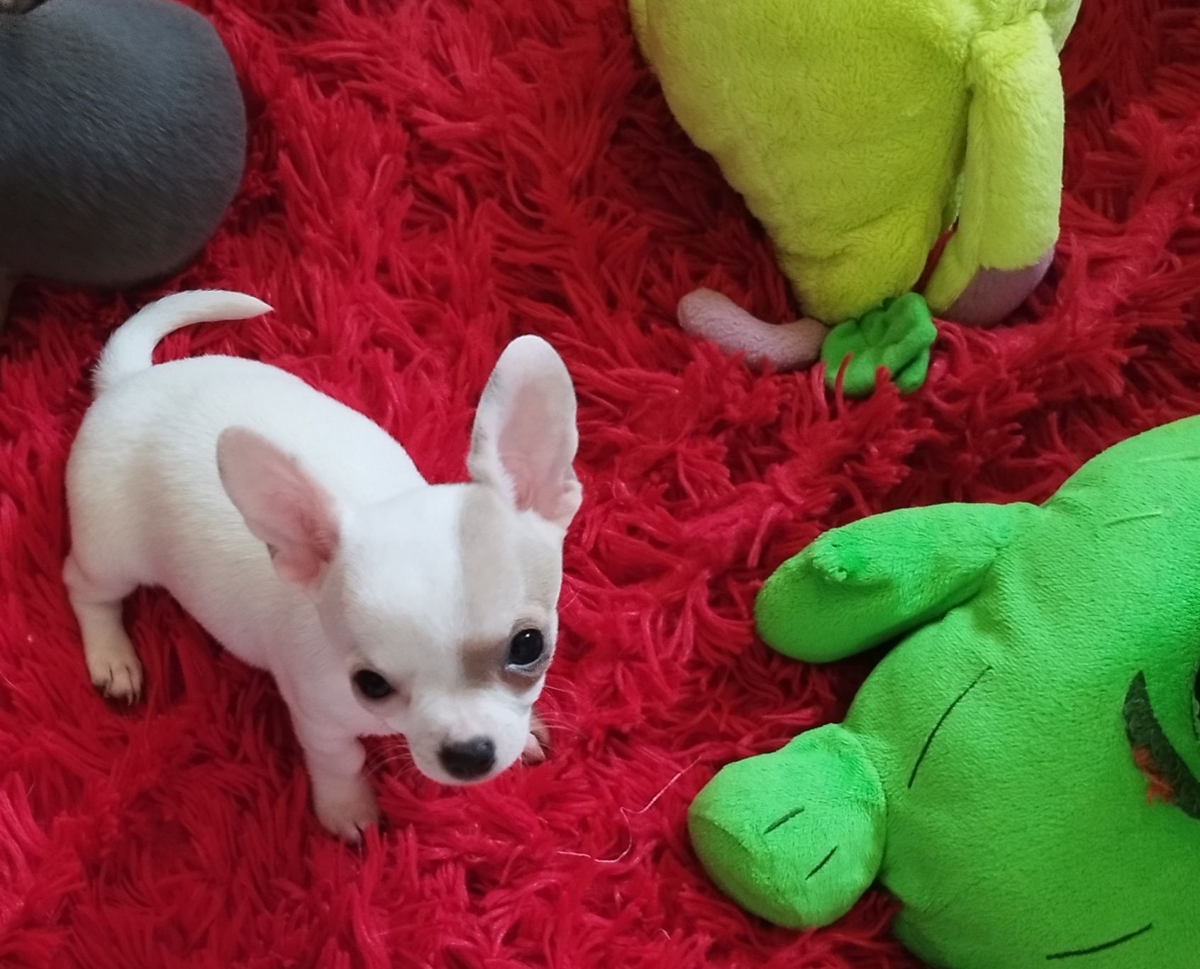 Chihuahua miniaturowa sunia