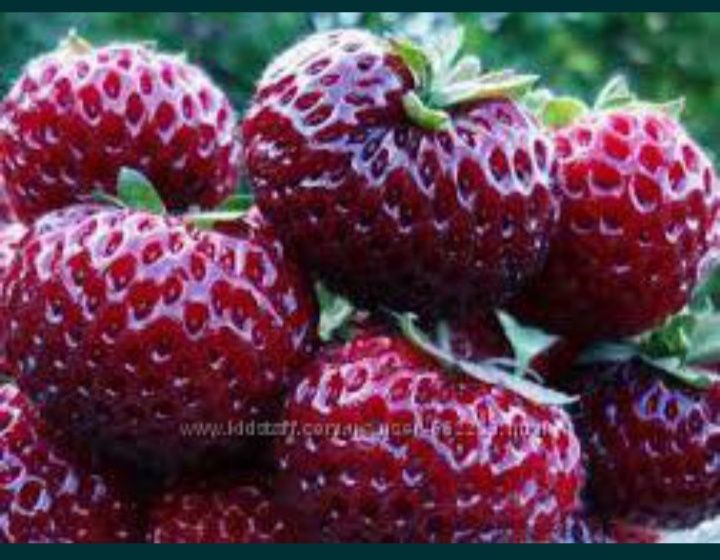 Саженцы из грунта Мице   Шиндлер