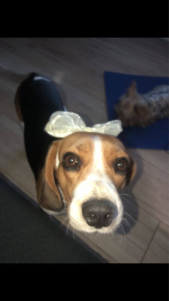 Doação de beagle