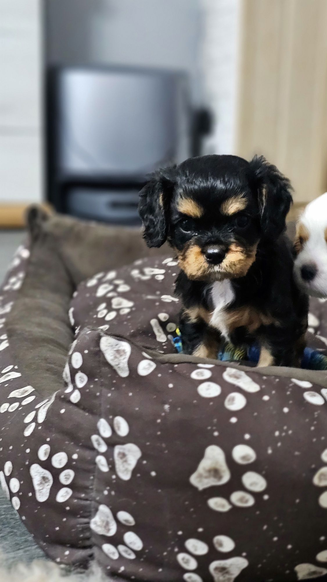 Cavalier King Charles Spaniel