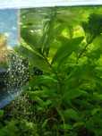 Hygrophila corymbosa siamensis roślina akwariowa orzech wodny WYSYŁKA