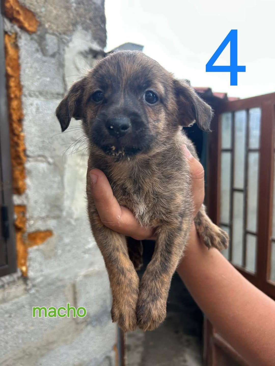 6 fofuras para adoção