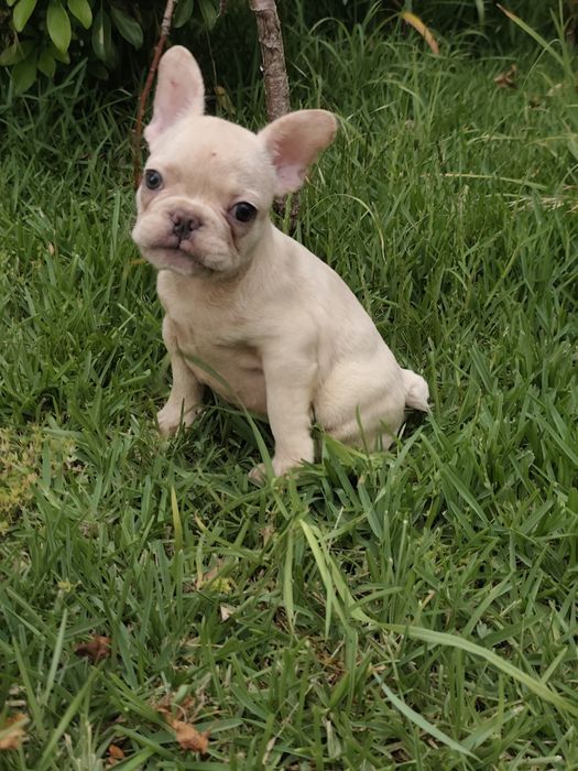 Bulldog platinum femea