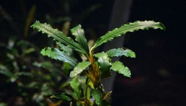 Bucephalandra sp. "Aqua Artica" promocja -50procent