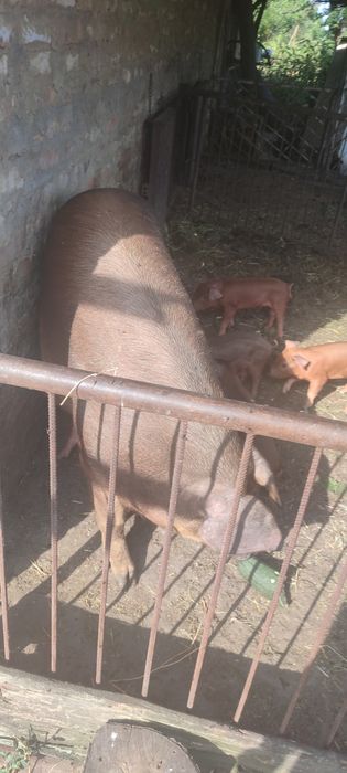 Поросята Дюрок + Дюрок ( чистий ) Місяць від опоросу