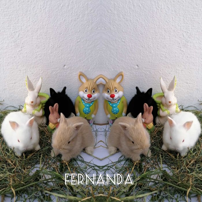 Coelhinhos Anões