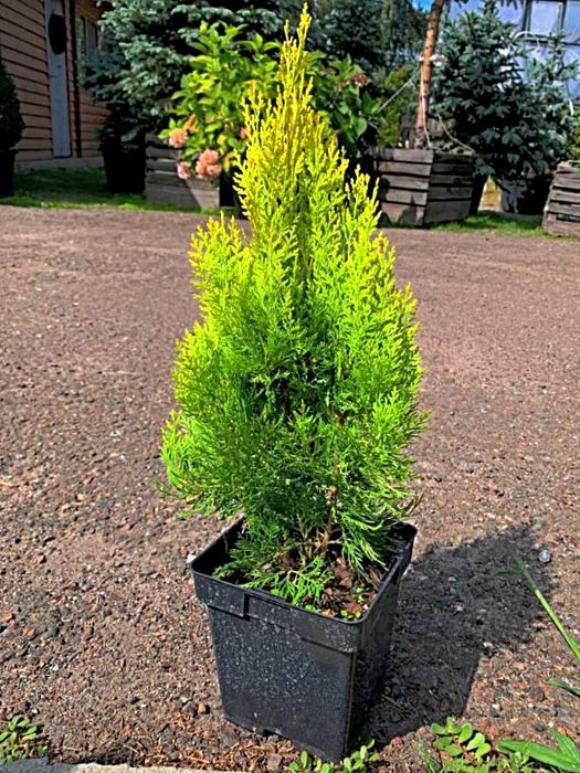 Туя східна Пірамідаліс Ауреа, Thuja orientalis Pyramidalis Aureaс С3