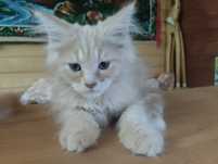 Kocur Maine coon z rodowodem