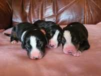 Entlebucher Szwajcarski Pies Pasterski FCI