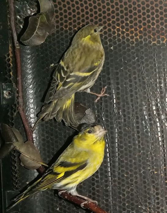 Vendo boas aves lindas