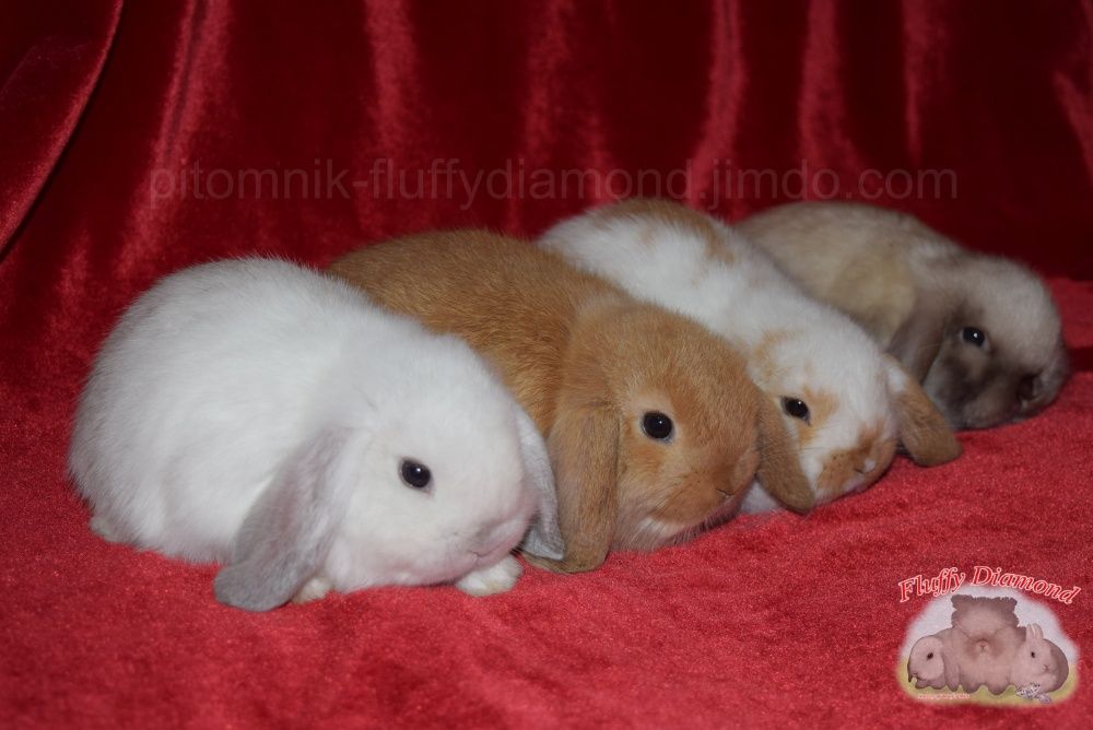 Кролики з розплідника "Fluffy Diamond". Висловухі кроленята. Вислоухий