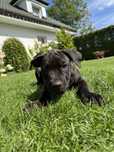 Suczka rasy bandog( nie cane corso, amstaff)