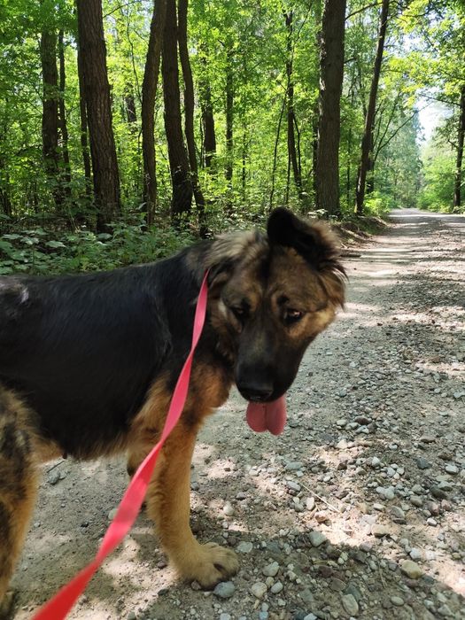 Cudowna, łagodna Greta szuka domu!