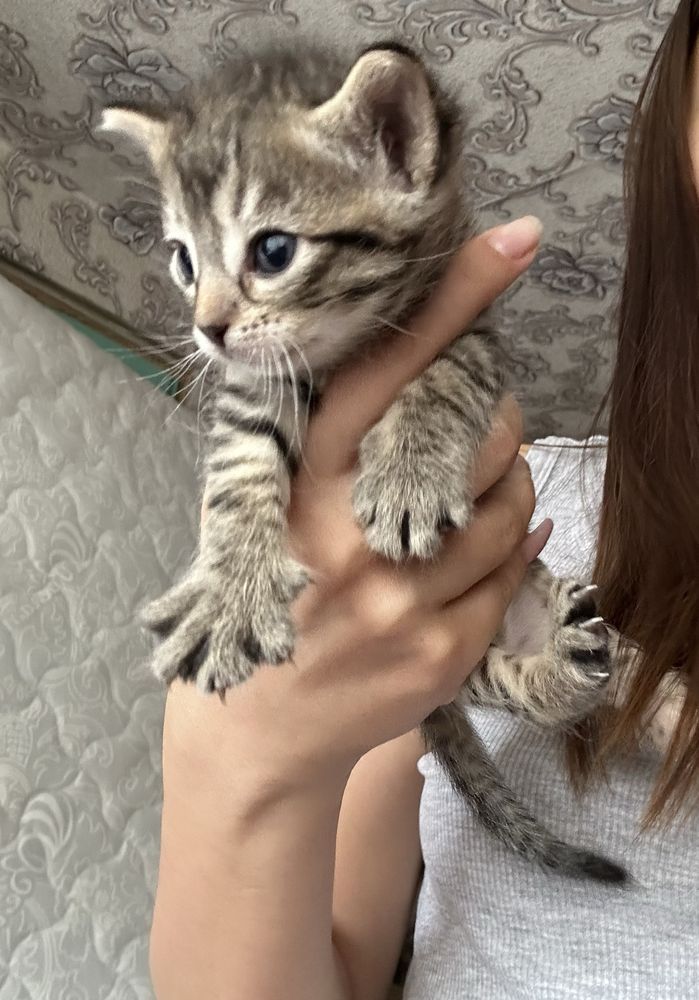 Наймиліші котенята
