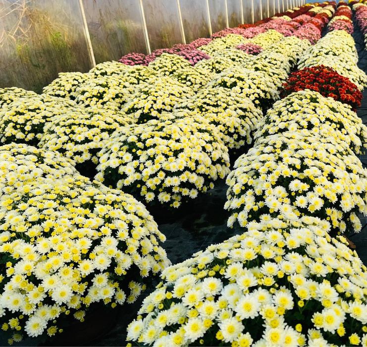 Chryzamtemy w hurcie od 18 zl i 30 zl za sztuke i wysoka jakość