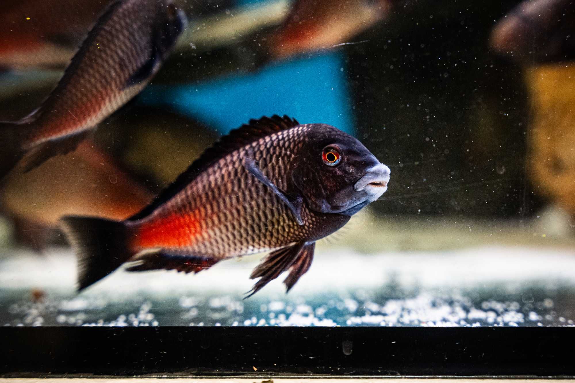 Tropheus „Chipimbi” F2