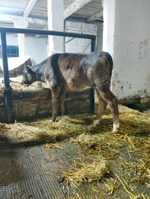 Продам теличку полукровку джерсея