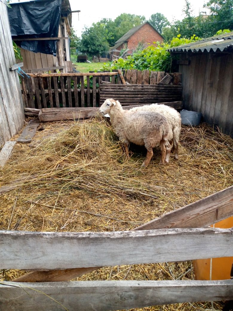 Продам молодих ярок і баранчиків