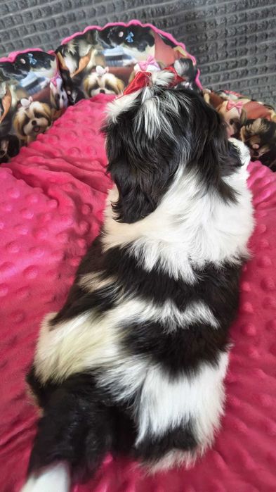 Piesek Shih tzu Oskar gotowy do zmiany domku