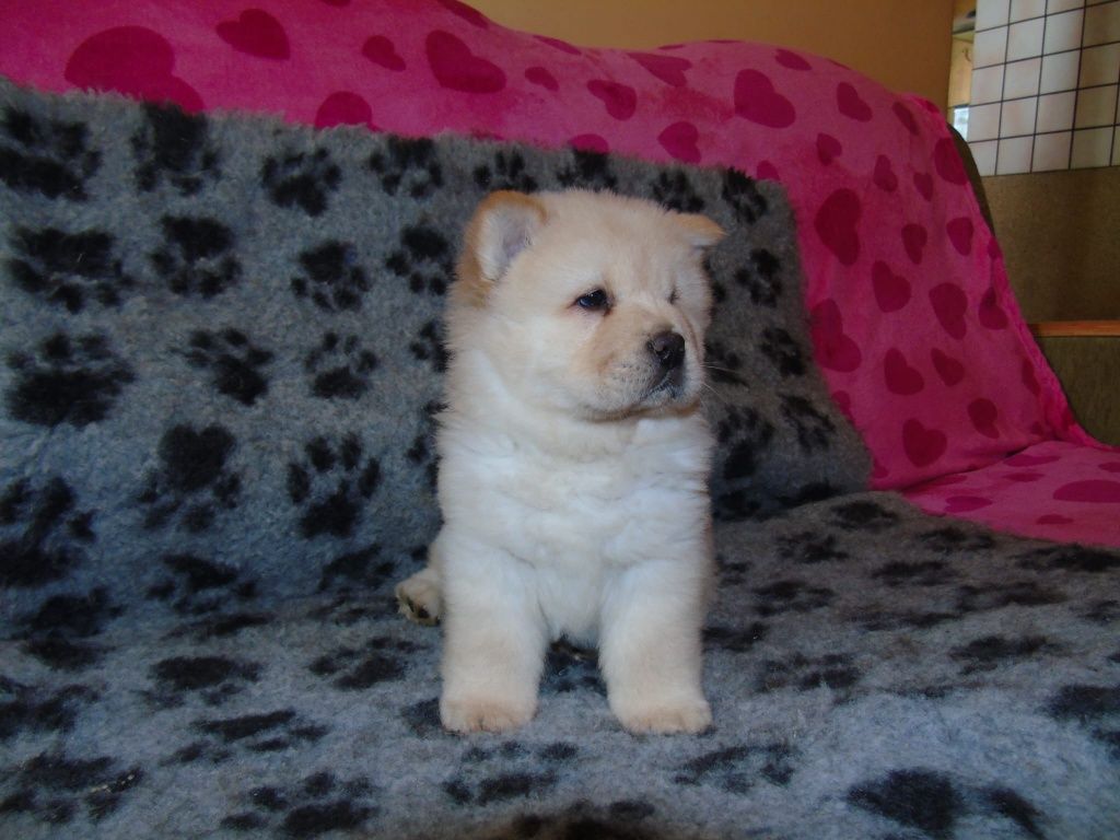 Suczka chow chow