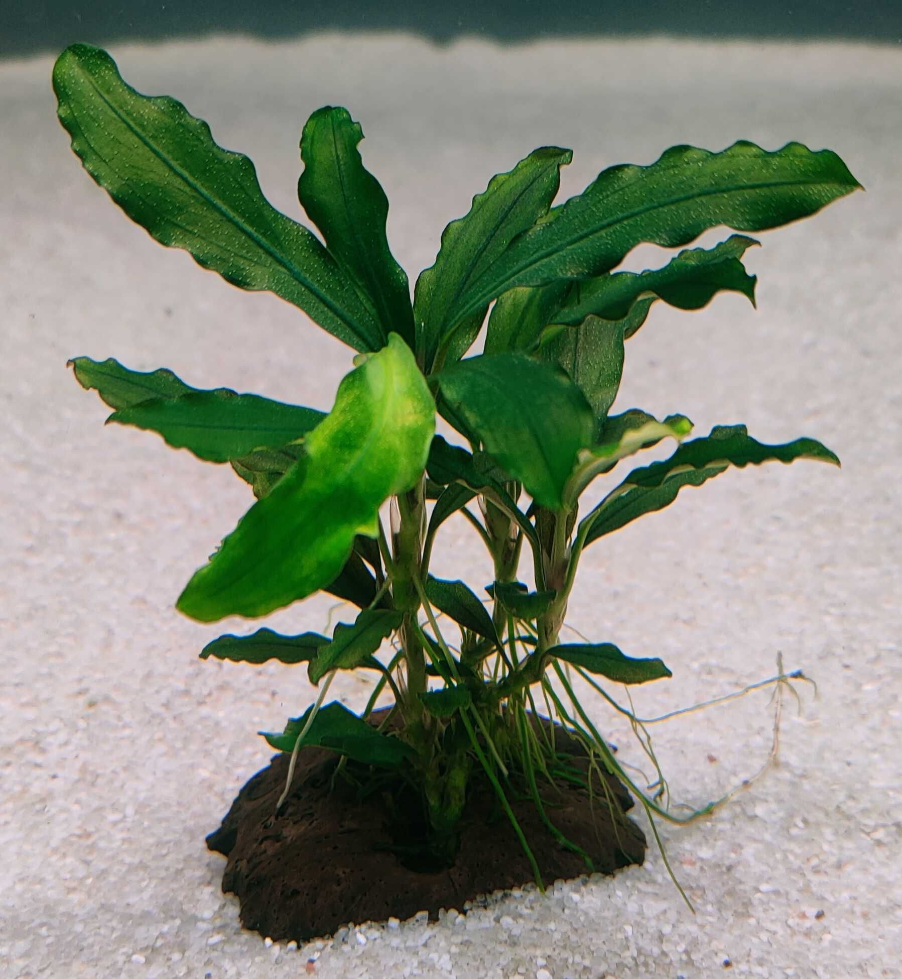 Bucephalandra Velvet Leaf 2 Rarytas