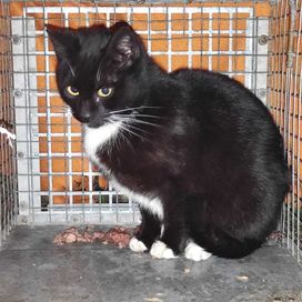 Roczna czarna koteczka-szkoda by wóciła pod śmietnik