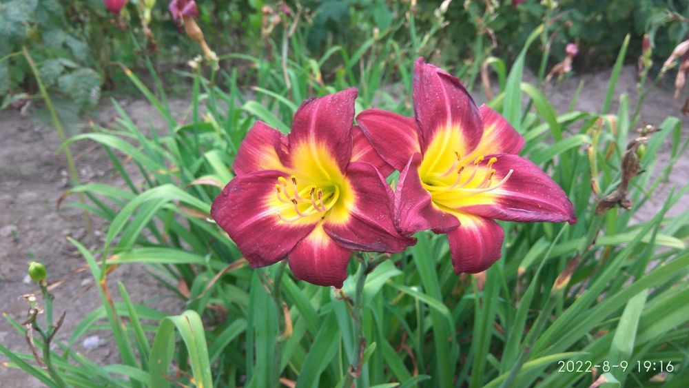 лилейники, колокольчики  карпатский и персиколистный, лаванда