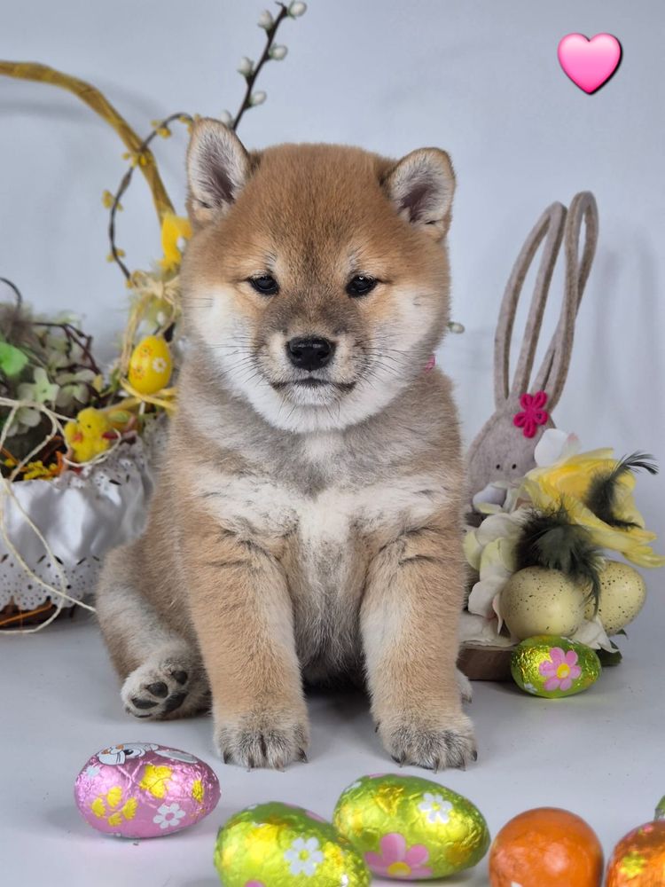 Shiba piękna czerwona suczka