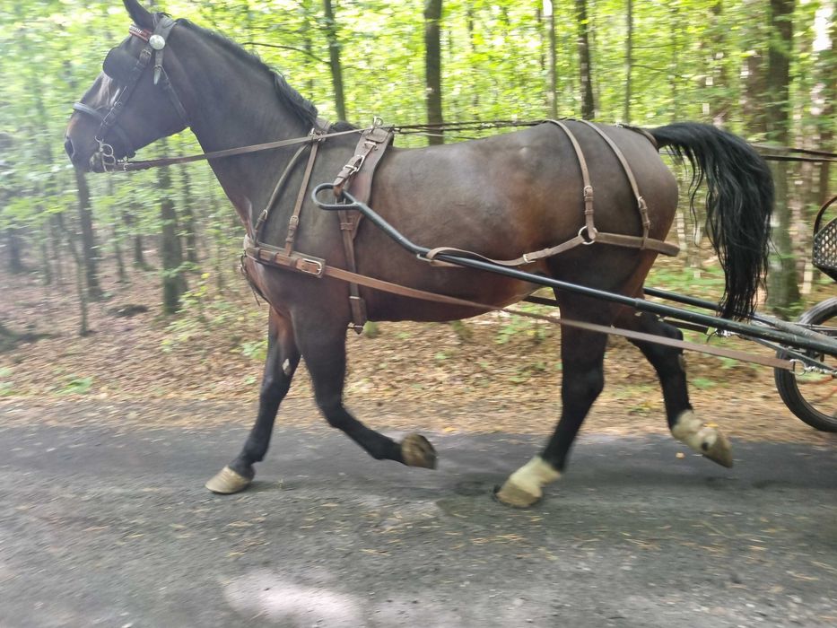Klacz Śląska. Koń śląski. Koń