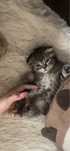Котенок шотландский вислоухий