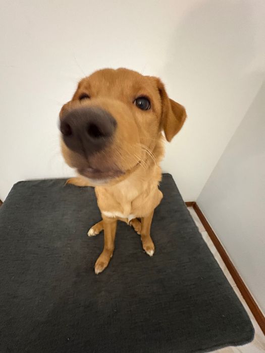 CÃO PARA DOAR  || ADOÇÃO