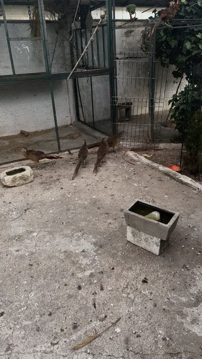 Faisões dourados para venda (40€ o casal)
