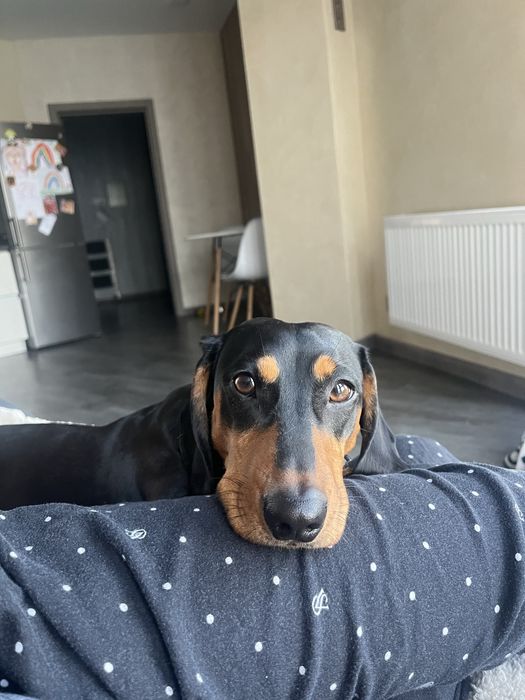 Такса мальчик ищет невесту