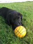 Labrador Retriever LOP (cor preto)