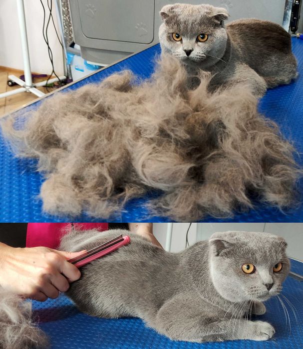 Psi Koci Króliczy fryzjer (groomer) w Białymstoku od 2006 roku