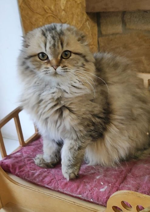 Мальчик Шейх золотой шиншилла фолд