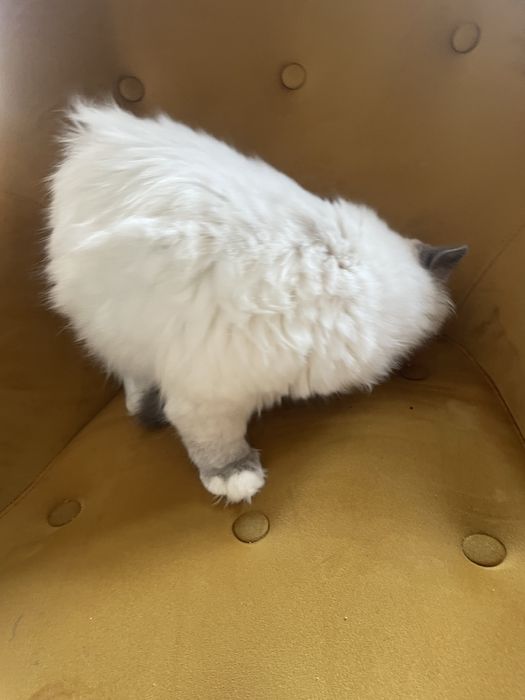 Kocurek Ragdoll wnuk Championa  rodzice FPL badania genetyczne cudny