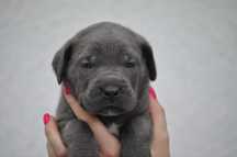 Cane Corso Italiano Hodowla Meringati (FCI/ZKWP Lublin)