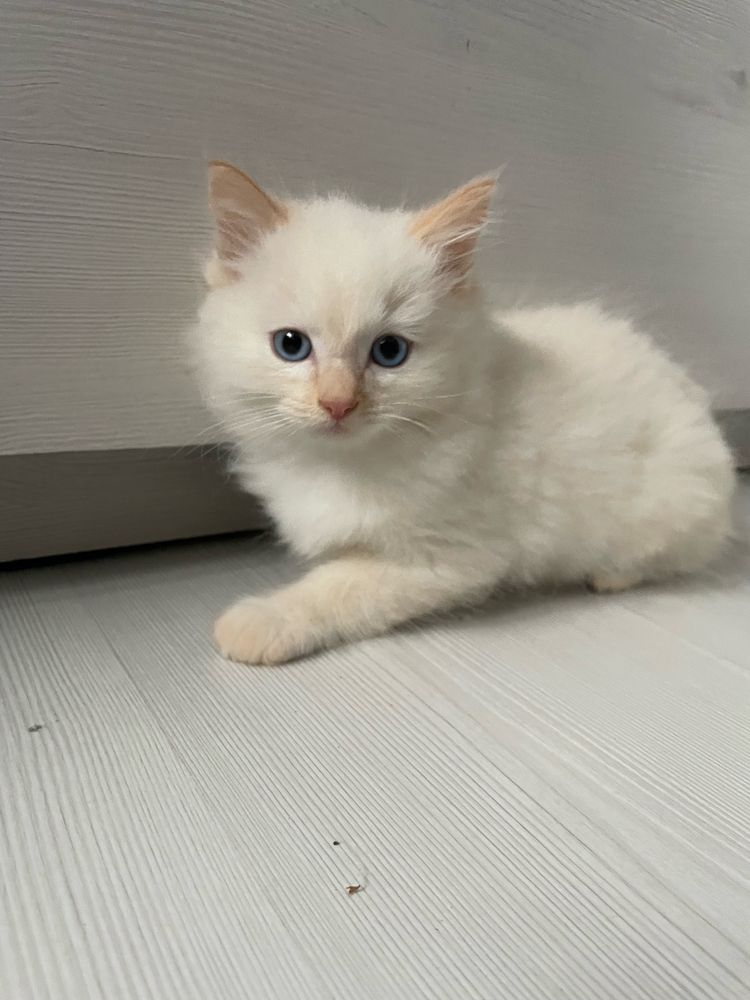 Kot Ragdoll Colorpoint Rudy Kocur