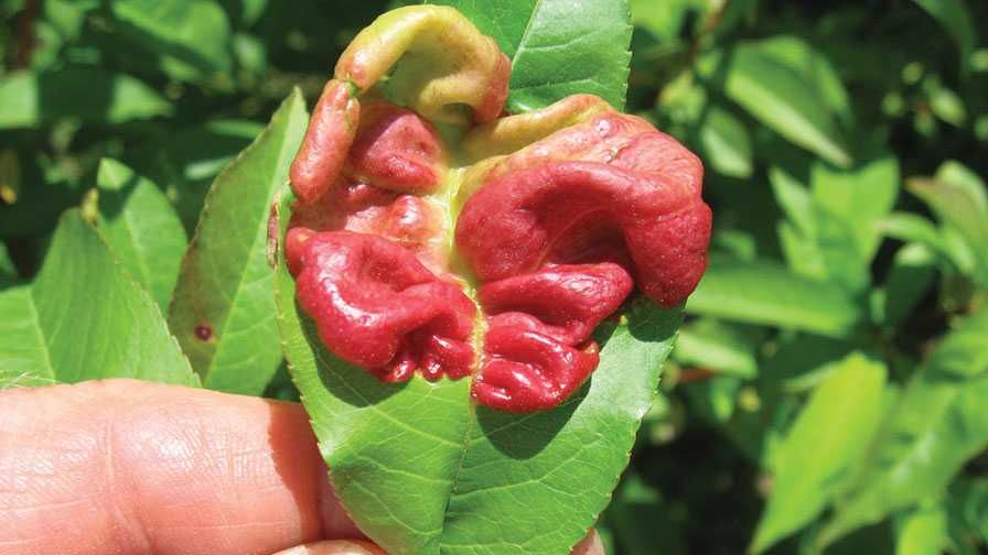 Pessegueiro RESISTENTE à LEPRA - fruto gigante