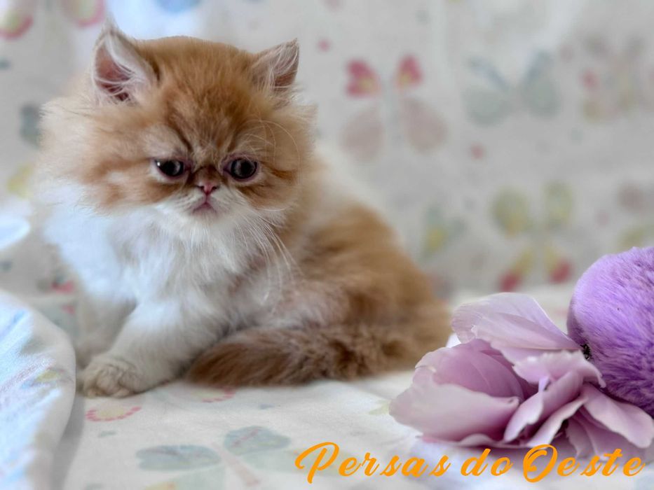GATO PERSA Bicolor Vermelho pelo Longo