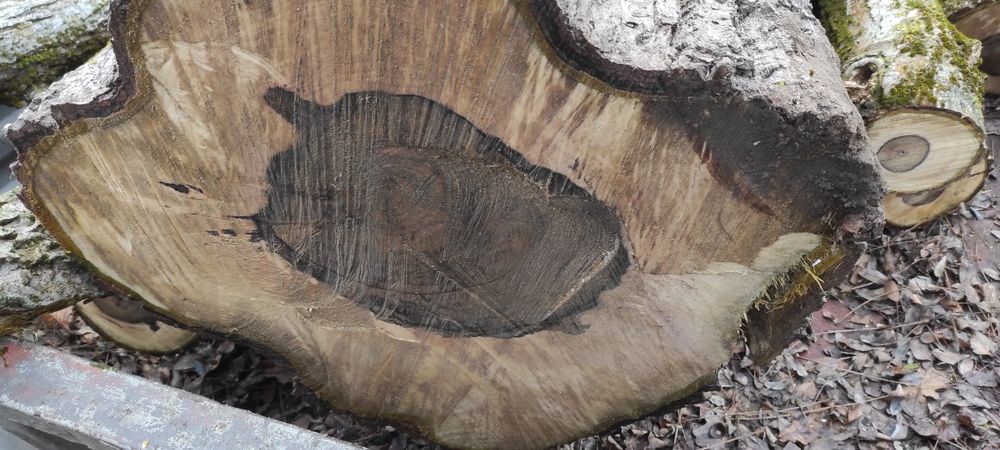 Orzech włoski pień