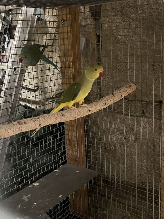 RING NECKS 2024/ RM Birds